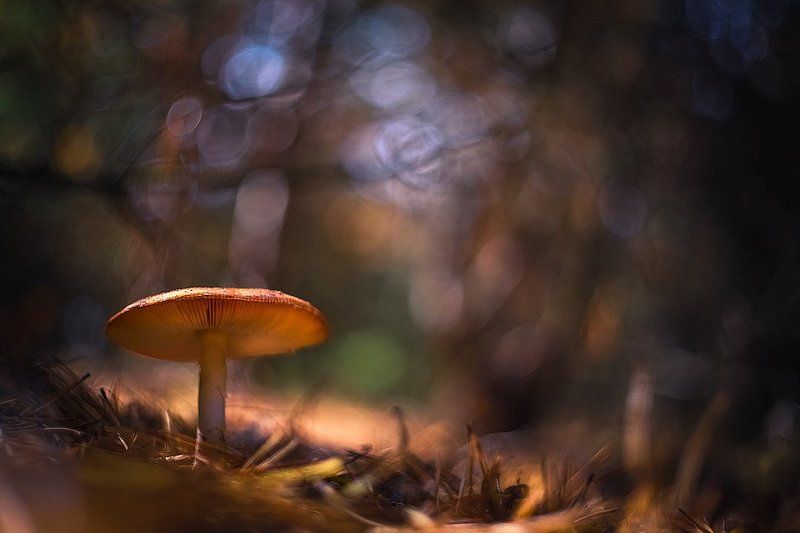 Важныйphoto preview