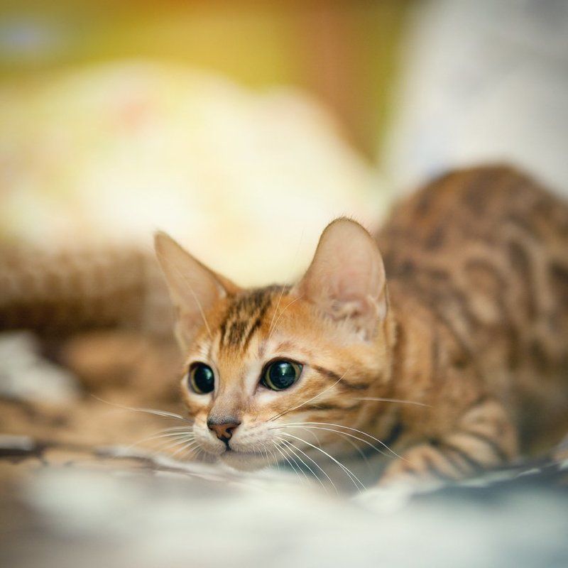 mr.filler Комнатный леопард )))photo preview