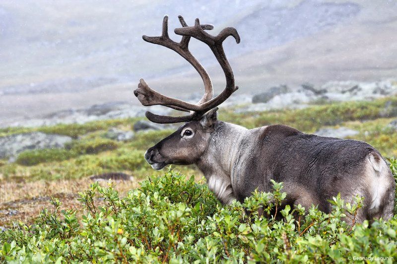 Portfoliophoto preview