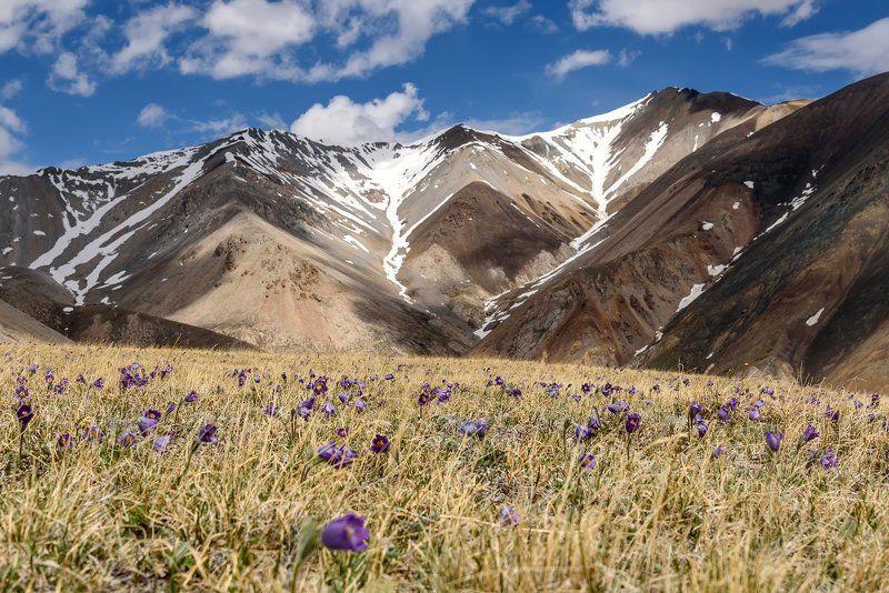 алтай, курайский, горы, подснежники, mountains, snowdrops Сон-трава на Курайскомphoto preview