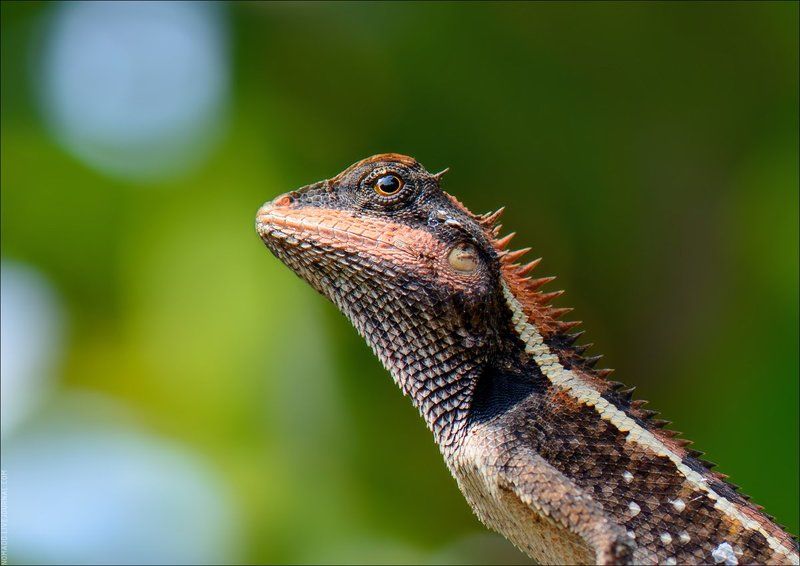 МакроТайphoto preview