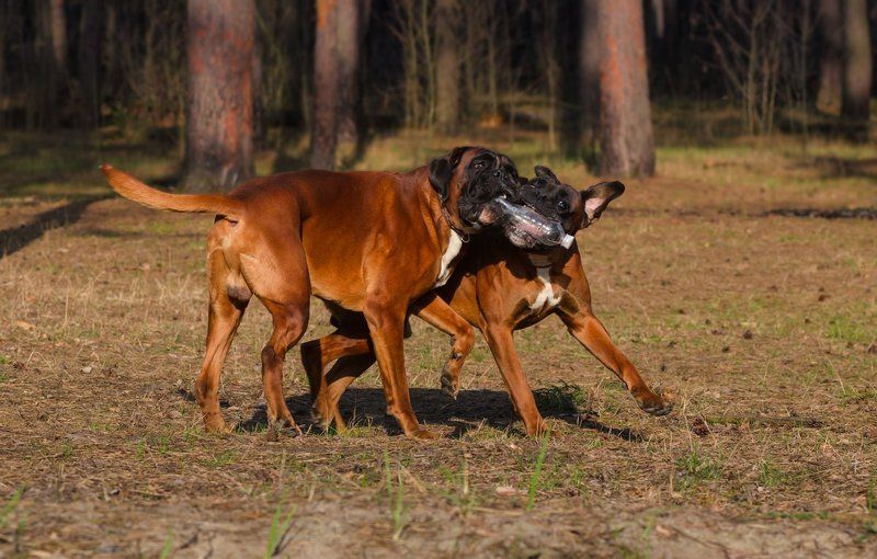 собаки боксёр лес Игры в лесуphoto preview