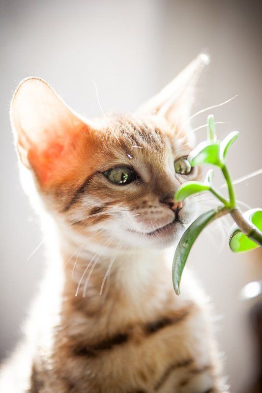 mr.filler Да я просто посмотреть! Не буду я их трогать, только понюхаю )))photo preview