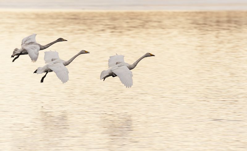 алтай, лебеди Трое на закатеphoto preview