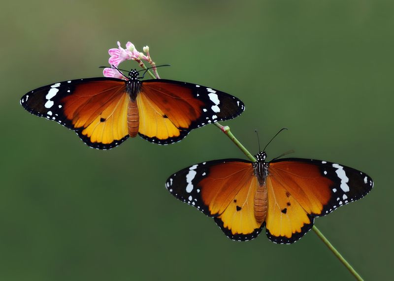 animal,nature,macro,butterfly,african monarch-plain,african queen, three Mr. and Mrs. African monarch-plainphoto preview