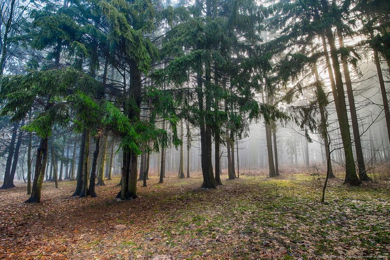 весна март деревья лесопарк медвежино облака беларусь сухарево запад-3 туман рассвет парк градиент тональная перспектива hdr ель 2017 Весенним утром в паркеphoto preview