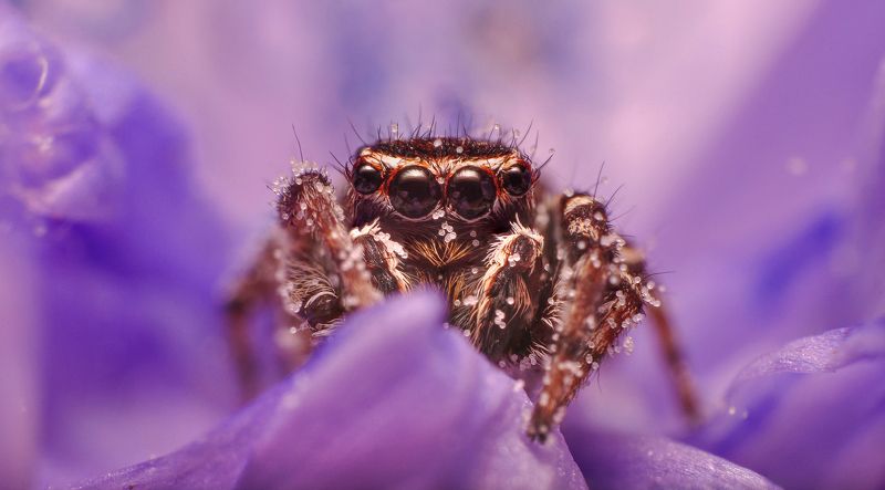 природа, паук, макро, глаза, паук-скакун, портрет, животные, лето, хищник, nikon, взгляд Во все глазаphoto preview