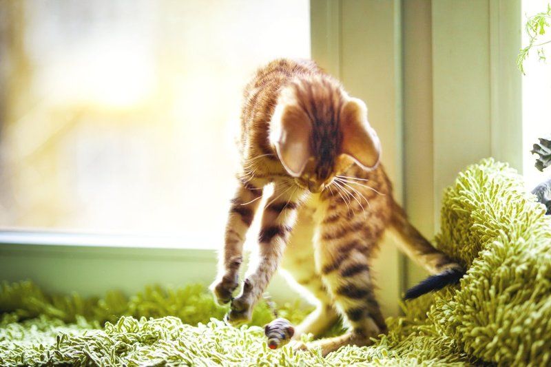 mr.filler Ну что непонятного? Хозяин ясно сказал - мышам вход запрещен !!!photo preview