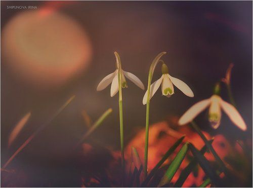 Про подснежники