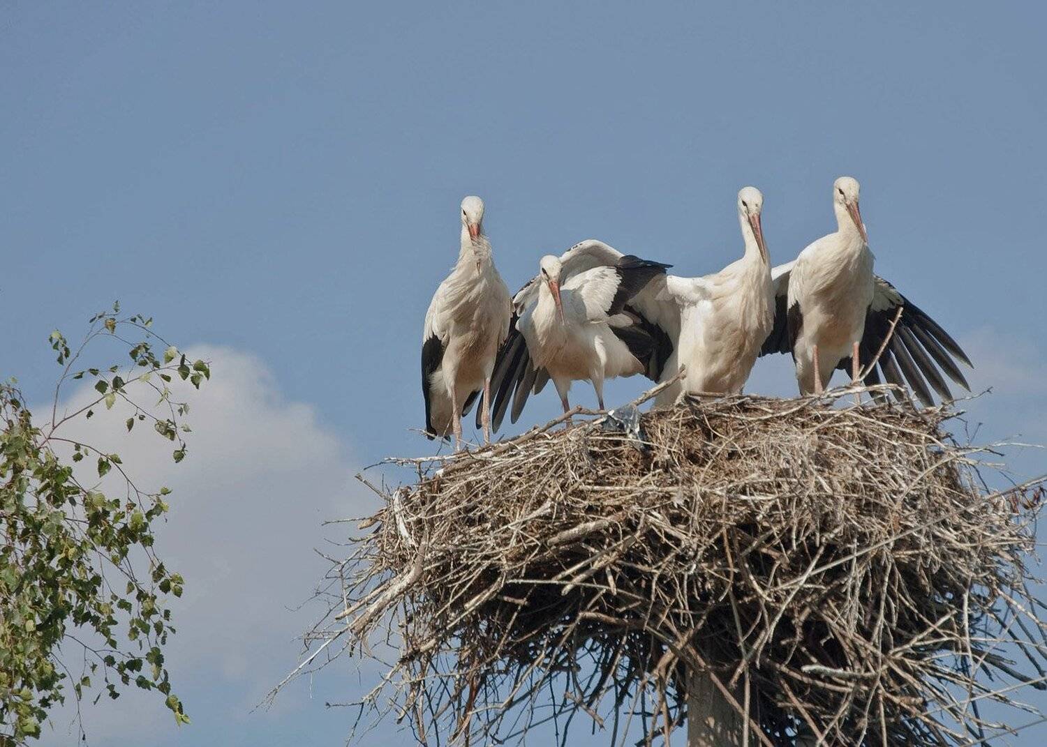 Родные мои. Автор: Михаил Агеев аисты птицы родные, Михаил Агеев