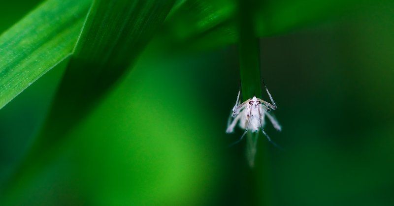 макро Alienphoto preview