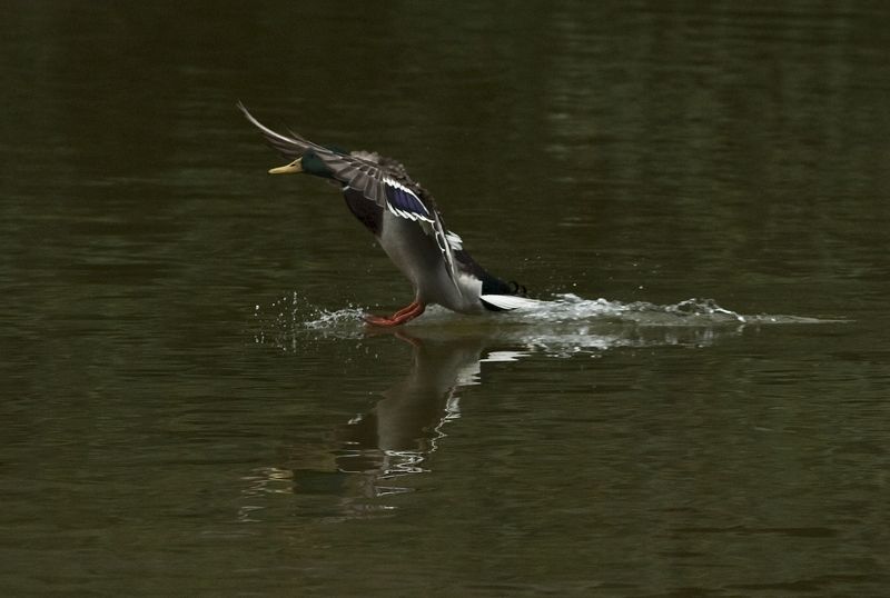 Buttes -Chaumont #*photo preview