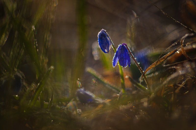 пролески, весна Последние заморозкиphoto preview