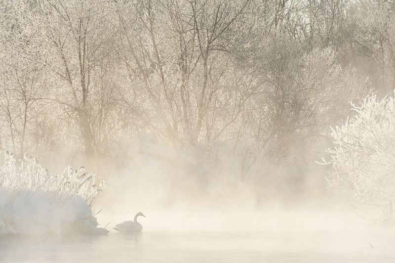 nature, landscape, birds, swans, lake В одиночествеphoto preview