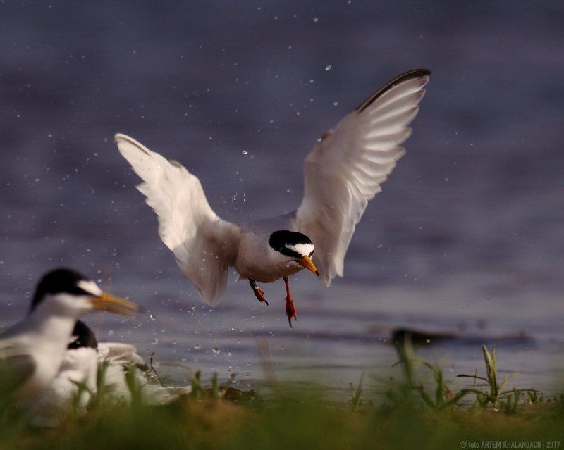 Малая крачкаphoto preview