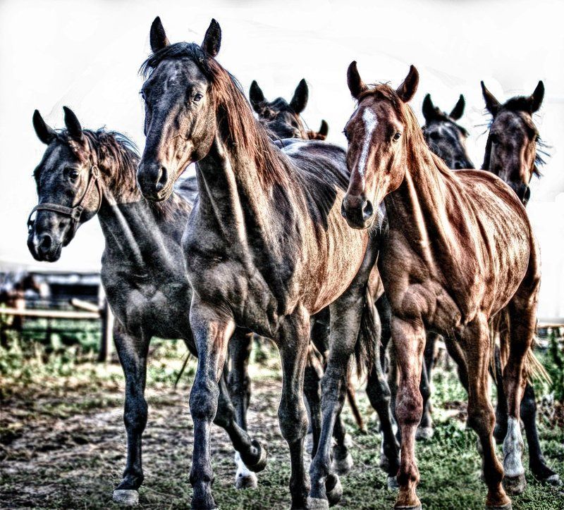 Emotions. фото превью