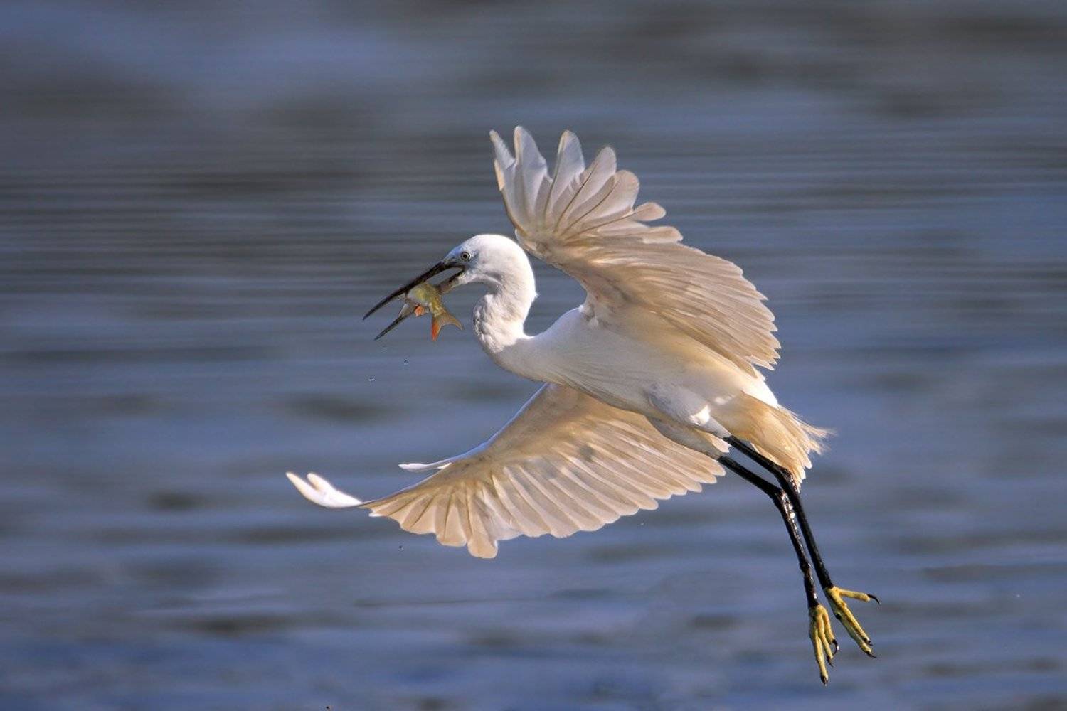 С уловом. Автор: Yuri Gomelsky animals,birds,egret, fish,7d,600mm, животные,птицы,рыба, Yuri Gomelsky