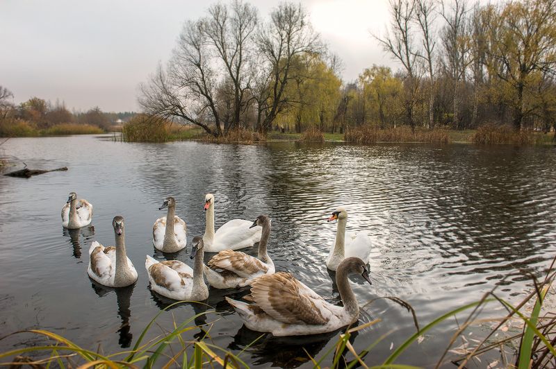В семейном кругуphoto preview