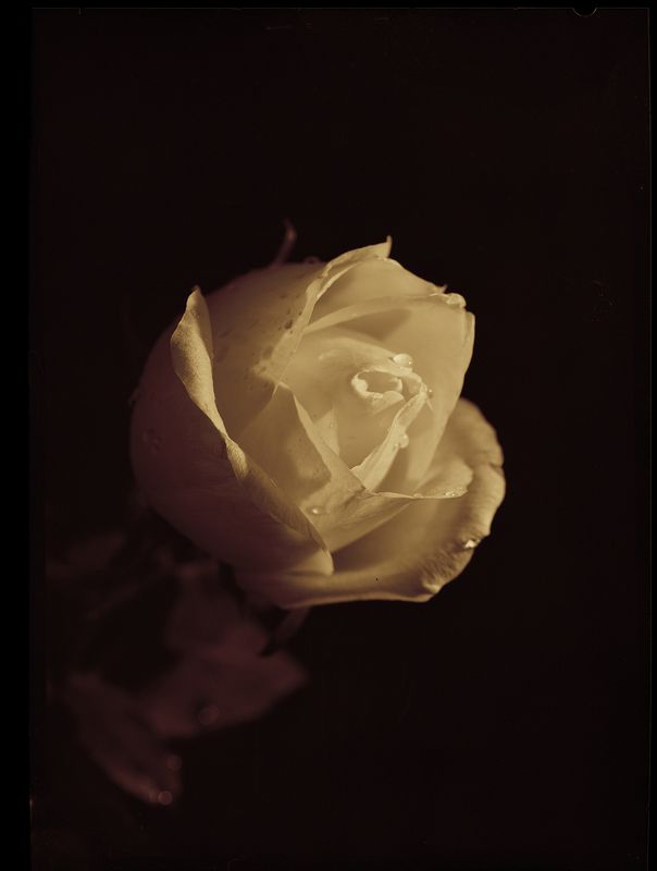 Розаphoto preview