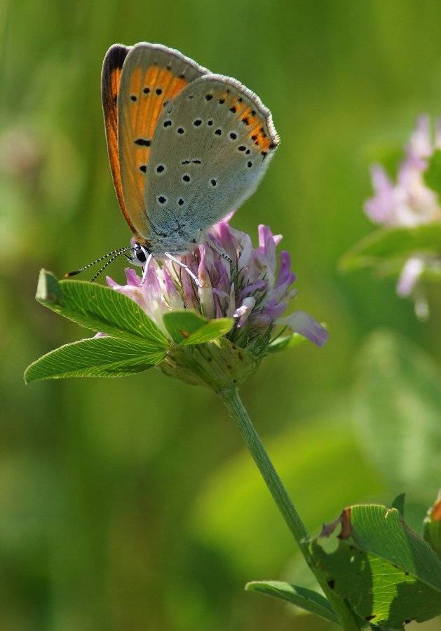 , Чепленко Алексей