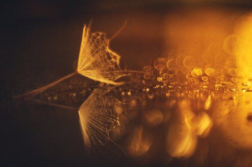 ...отражение в россыпи света, отголоски звенящий души...