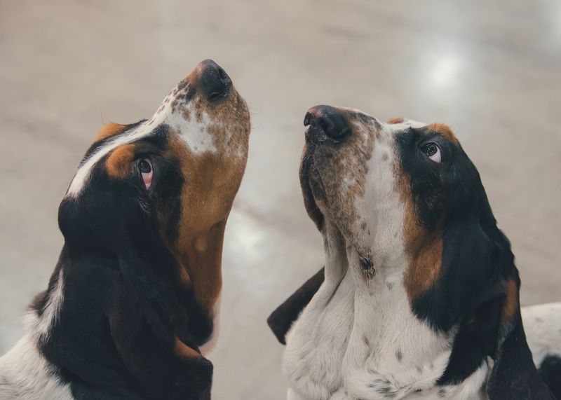 бассет, бассет хаунд, собаки Бассеты мечтают выиграть CACIBphoto preview