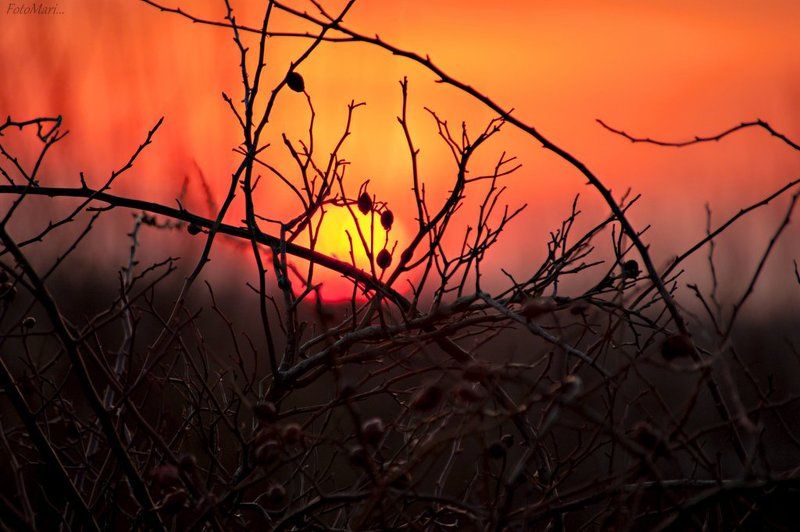 закат,этюд,взгляд,солнце,небо,шиповник, Романтика заката.photo preview