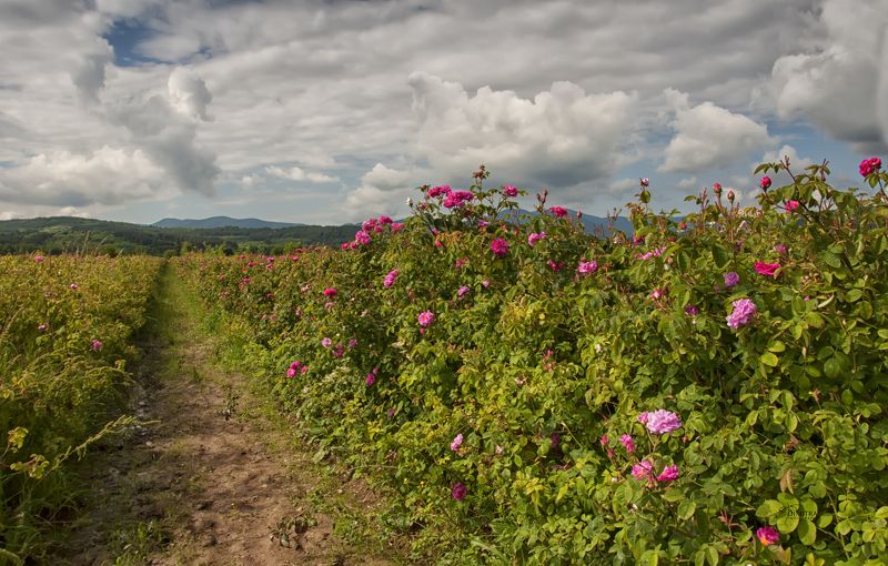 Болгарская роза - Роза дамасскаяphoto preview
