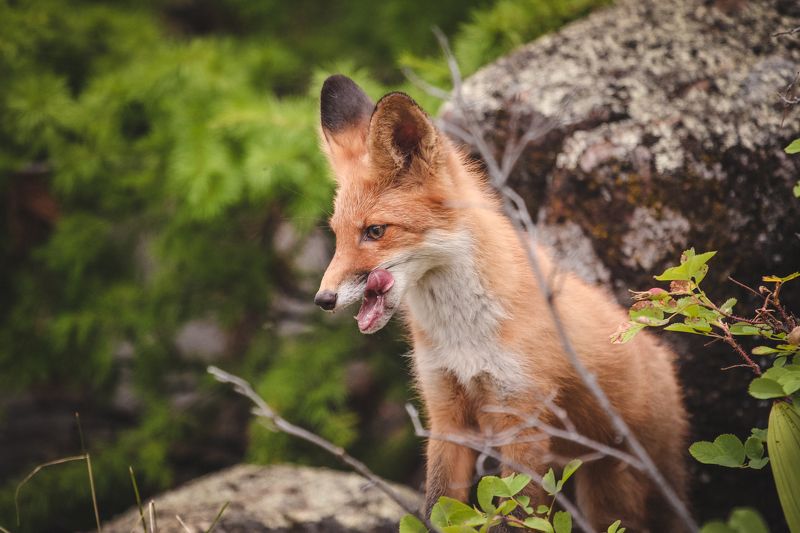 forest, fox, animal, nature,  Foxphoto preview