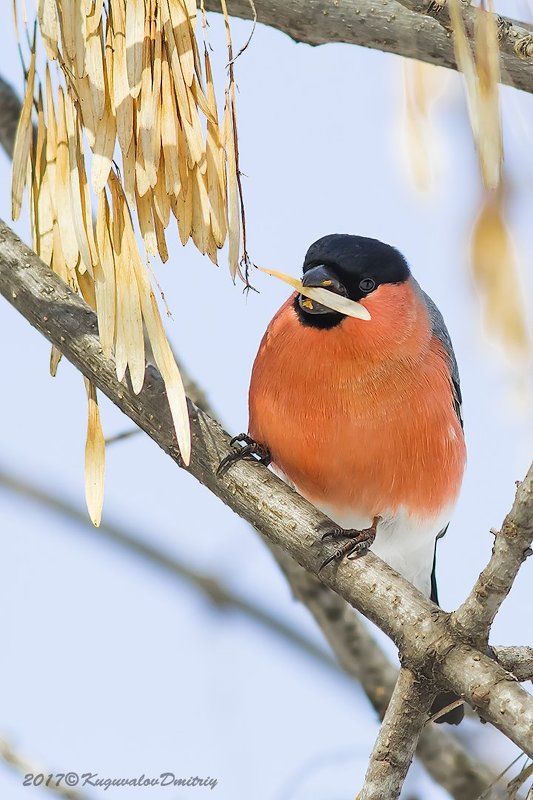 Снегирьphoto preview