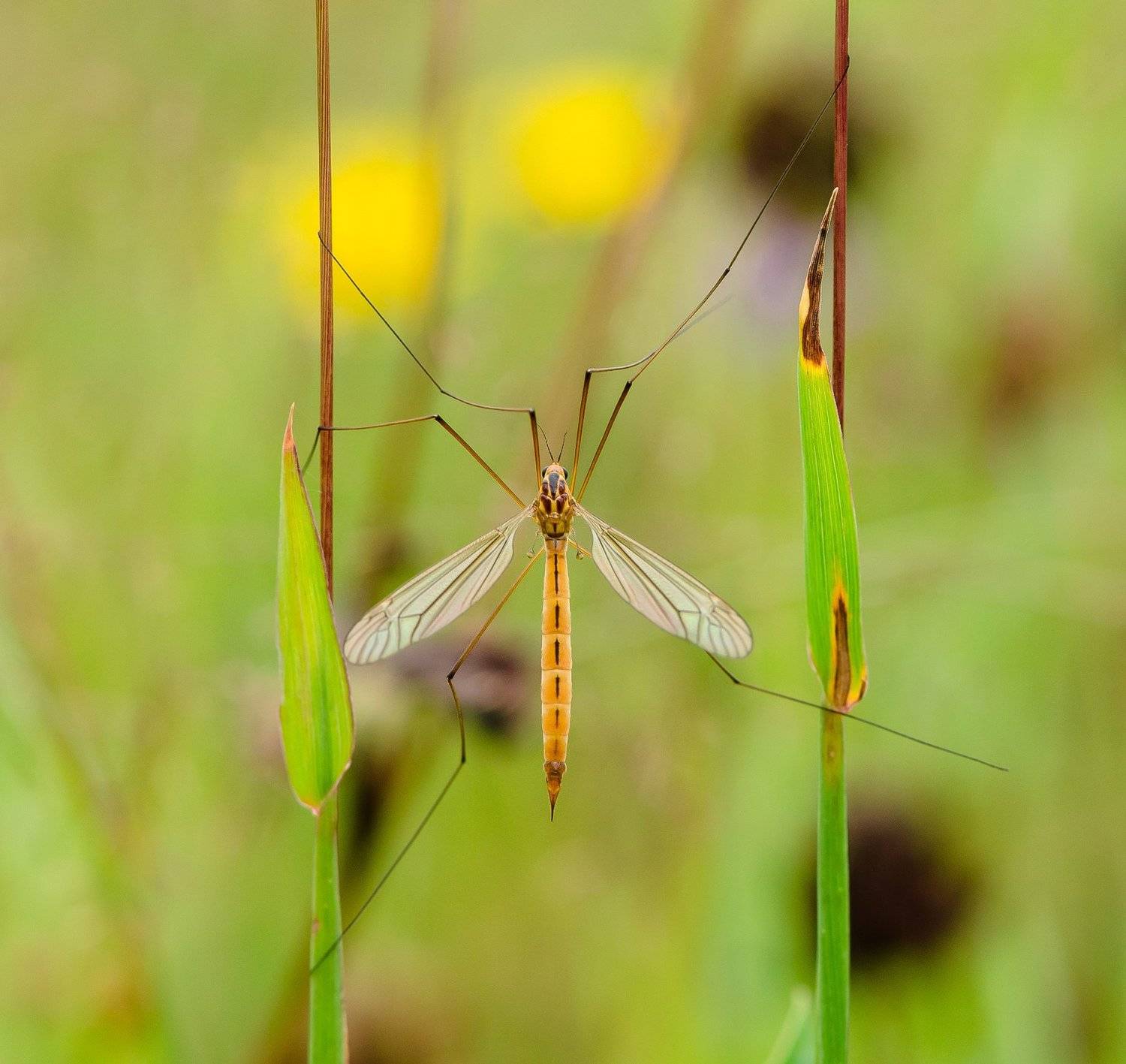 комар долгоножка, насекомое, параллель, травинки, зелёный, макро, Tipulidae, карамор, Ксения Соварцева