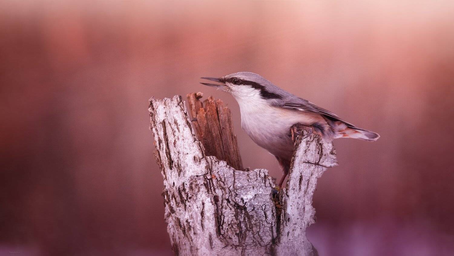 ... и все же я спою :). Автор: Дмитрий Посевич , Дмитрий Посевич