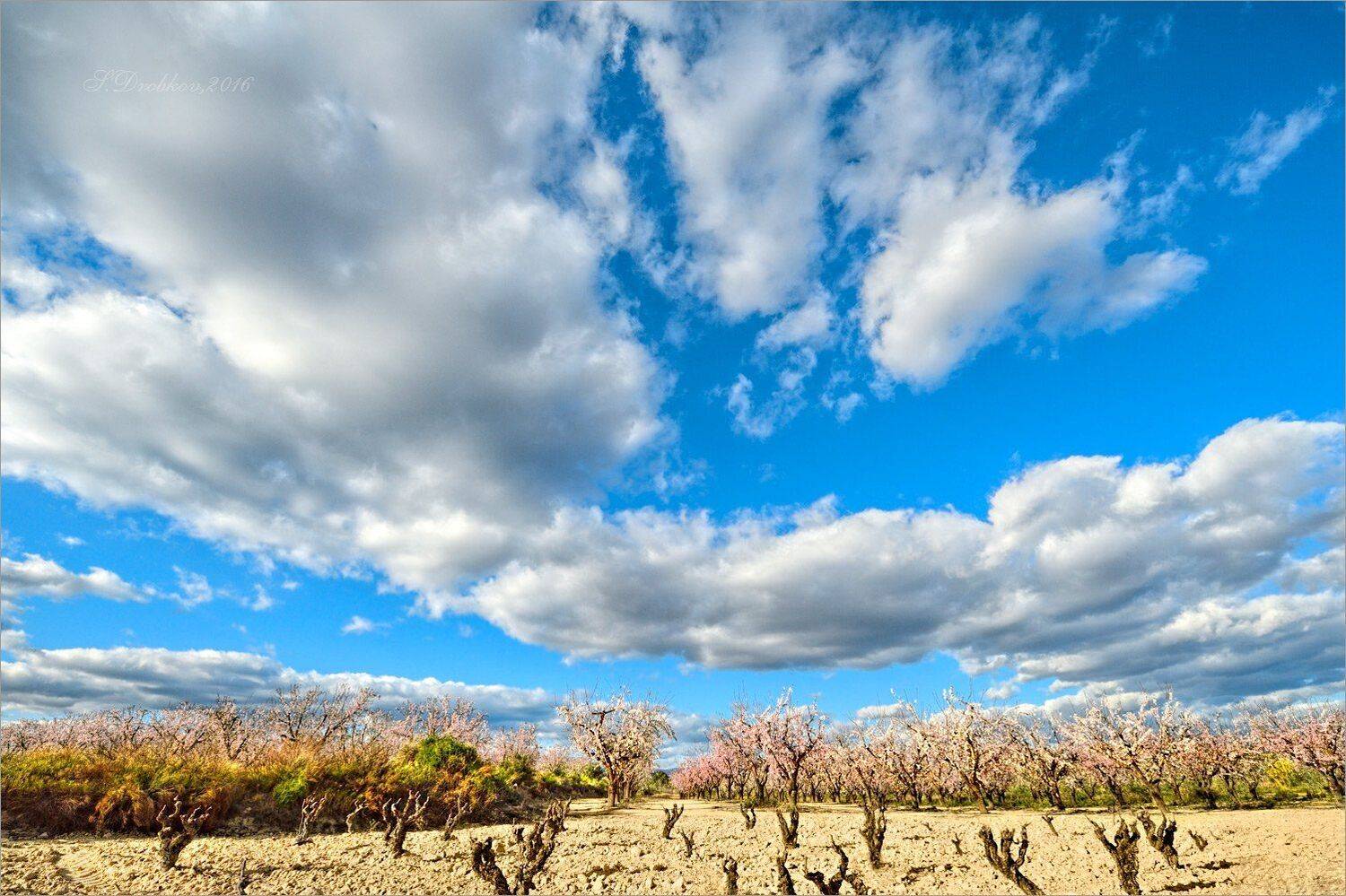 небо, облака, цветы, пейзаж, весна, Sergey Drobkov