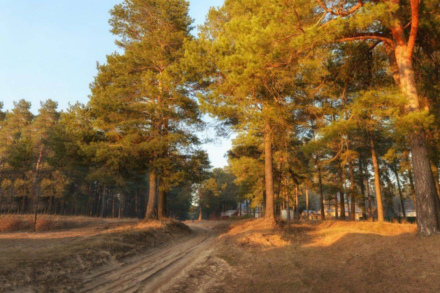 пейзаж,сосны,сосновый бор,природа,дорога,лес,сосны,песок, Юлия Лаптева