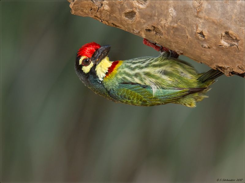 И снова Тайланд, и снова он - Красноголовый Бородастик.photo preview