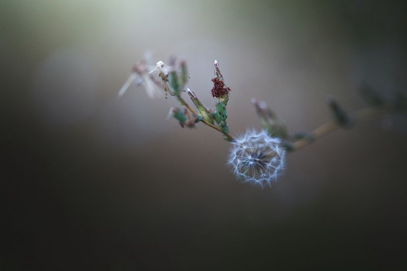 жемчужина,полевые цветы,вечер,тля, Жемчужина. Август СКФО.photo preview