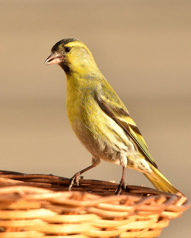 листопад Стойкаphoto preview