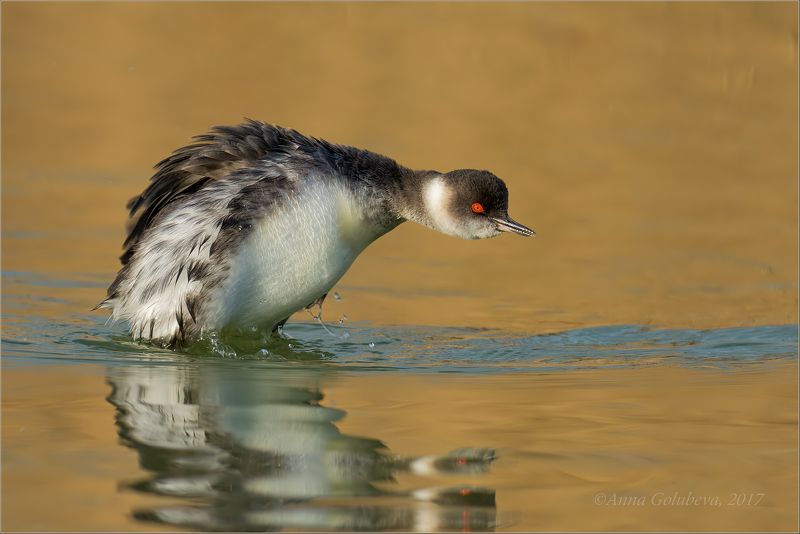 птицы, природа, поганка, podiceps nigricollis, black-necked grebe, черношейная поганка, весна, март, 2017, краснодарский край, новороссийск Черношейнаяphoto preview