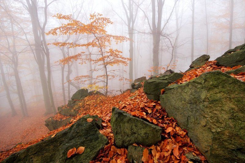 Czech republic, Ore Mountains, autumn, rocks, beeches, fog, mist, colors Autumn in the Forestphoto preview