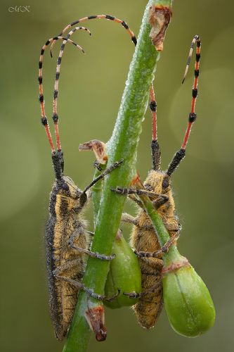 Усачи-гусары