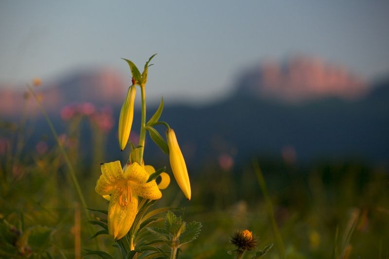 горные лилии, кавказ, природный парк, большой тхач, ночь, звезды, млечный путь, горы Про горные лилииphoto preview