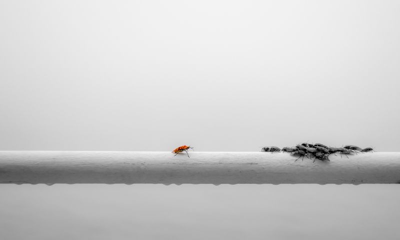 абстракция, жуки, концептуальное фото, насекомые И один в поле воин!photo preview