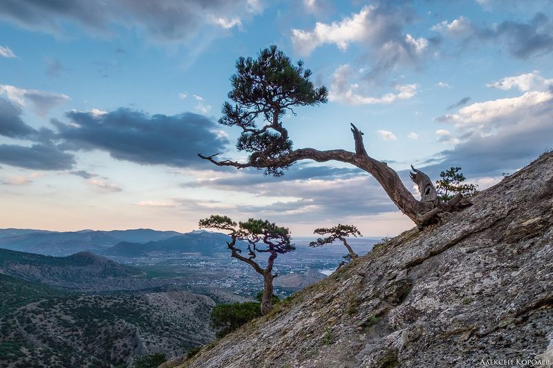 крым, россия, новый свет, судак, дерево, черное море, горы, природа, пейзаж, море, crimea, russia, novyi svet, sudak, tree, black sea, nature, landscape, sea Деревья Нового Светаphoto preview