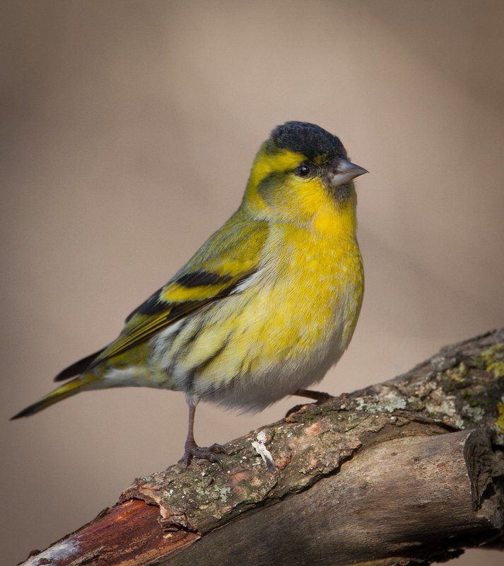 Чиж (лат. Carduelis spinus)photo preview