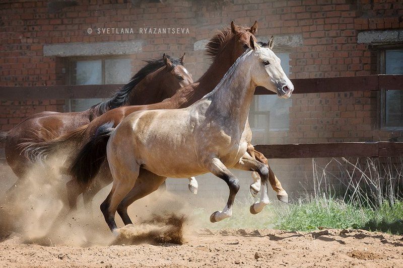 horses, horse, outdoor, motion, gallop, farm, paddock, ranch, лошади, в движении На одном дыханииphoto preview