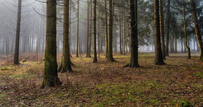 весна март деревья лесопарк медвежино облака беларусь сухарево запад-3 туман рассвет парк градиент тональная перспектива hdr ель 2017 Туман в хвойном массивеphoto preview