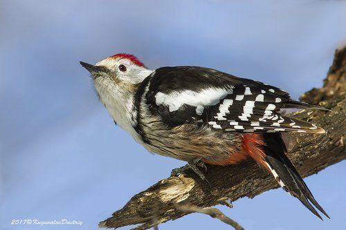 Средний дятел