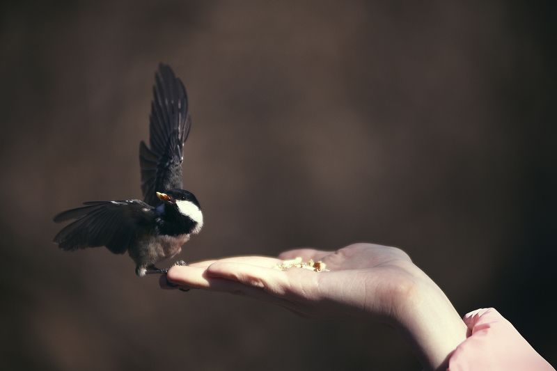 Валим, Мужики!photo preview