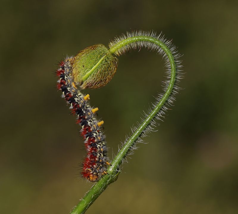 animal,nature,macro,caterpillar,flower,love,graphics,butterfly, Lovephoto preview