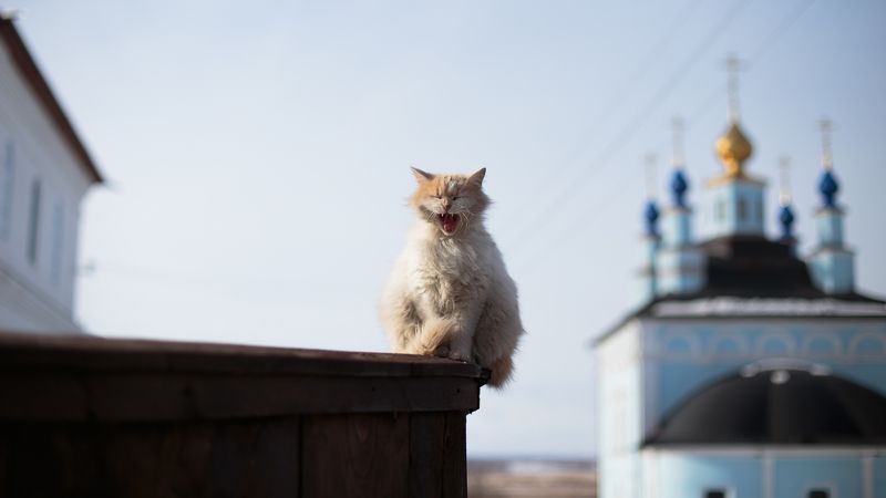 Введенско-Жабынские Коты, Коты, Монастырь, Весна Введенско-Жабынские Котыphoto preview